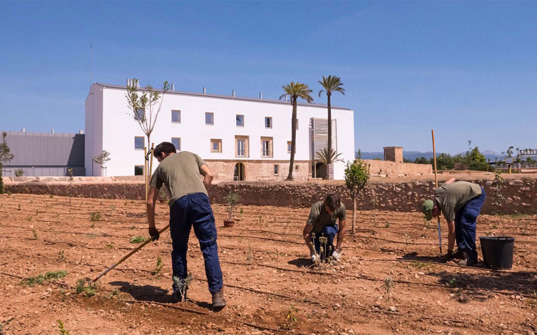 Actividades auxiliares de agricultura