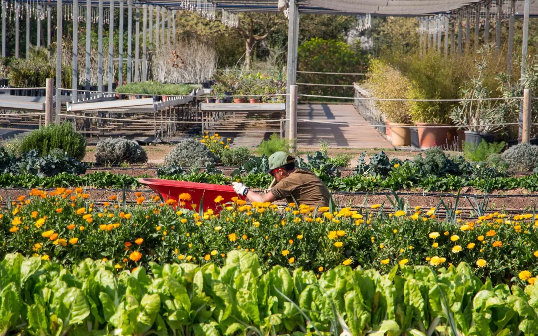 Certificado Profesional de Agroalimentación