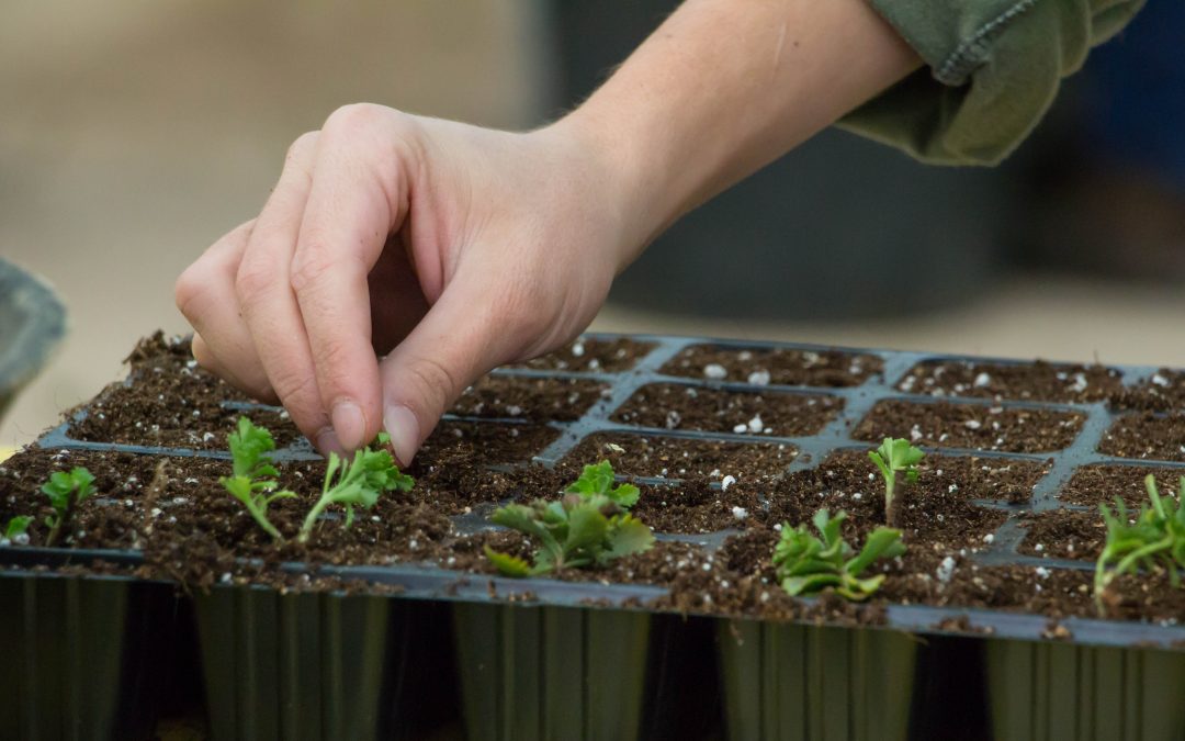 Nuevos cursos de FD en Agroalimentario y Atención Sociosanitaria